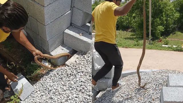 viral-video-man-catches-giant-cobra-with-bare-hands-internet-stunned